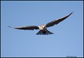 _0SB0943 white-tailed kite